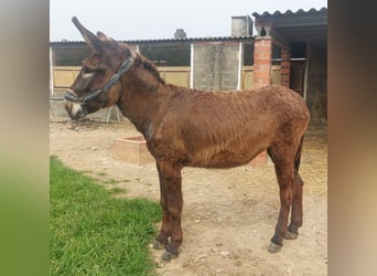 Osioł, Klacz, 3 lat, 152 cm, Kara