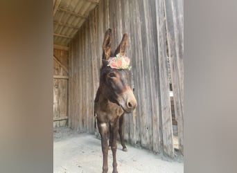 Osioł, Klacz, 7 lat, 110 cm, Ciemnogniada