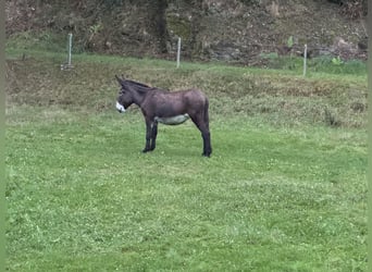 Osioł, Klacz, 7 lat, 155 cm, Ciemnogniada