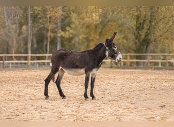 Osioł, Klacz, 9 lat, 145 cm, Ciemnogniada