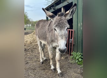 Osioł, Ogier, 6 lat, 140 cm