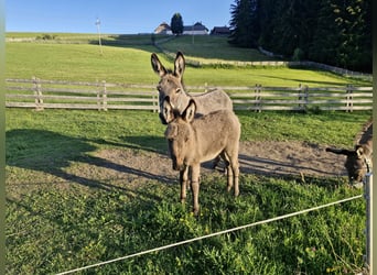 Osioł, Ogier, Źrebak (05/2026)
