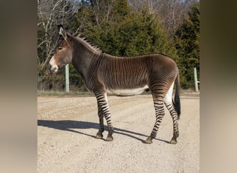 Osioł Mix, Wałach, 6 lat, 142 cm, Gniada