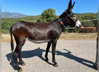 Osioł, Klacz, 2 lat, 150 cm, Kara