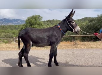 Osioł, Ogier, 2 lat, 150 cm, Kara