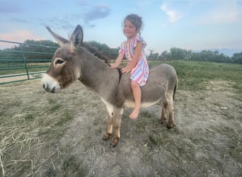 Osioł, Wałach, 3 lat, 91 cm, Siwa
