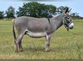 Osioł, Wałach, 3 lat, 91 cm, Siwa