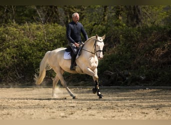 Altri cavalli a sangue caldo, Stallone, 13 Anni, 168 cm, Cremello
