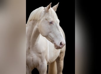 Más caballos centroeuropeos, Semental, 11 años, 168 cm, Cremello