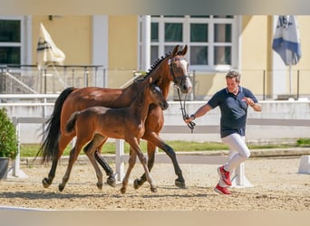 Ostbulgarisches Warmblut, Wallach, 2 Jahre, 175 cm, Schwarzbrauner