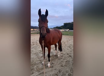 Ostbulgarisches Warmblut, Wallach, 4 Jahre, 162 cm, Brauner