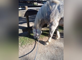 Ostbulgarisches Warmblut, Wallach, 7 Jahre, 166 cm, Apfelschimmel