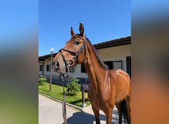 Ostbulgarisches Warmblut Mix, Wallach, 7 Jahre, 173 cm, Rotbrauner