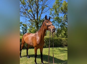 Ostbulgarisches Warmblut Mix, Wallach, 7 Jahre, 173 cm, Rotbrauner