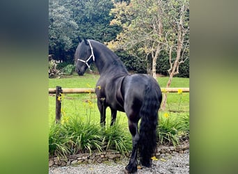 Ostfriese, Étalon, 7 Ans, 173 cm, Noir