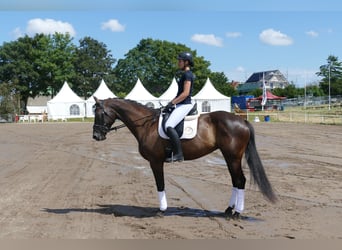 Łotewski koń gorącokrwisty, Klacz, 10 lat, 166 cm, Ciemnogniada