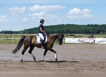 Łotewski koń gorącokrwisty, Klacz, 10 lat, 166 cm, Ciemnogniada