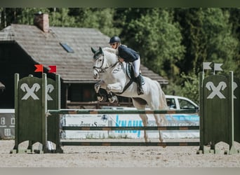 Łotewski koń gorącokrwisty, Klacz, 15 lat, 159 cm, Siwa