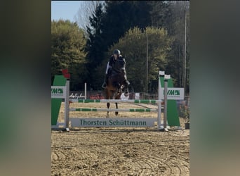 Łotewski koń gorącokrwisty, Klacz, 15 lat, 165 cm, Ciemnogniada
