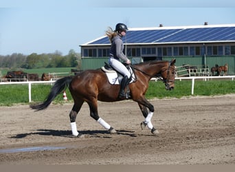 Łotewski koń gorącokrwisty, Klacz, 17 lat, 167 cm, Gniada