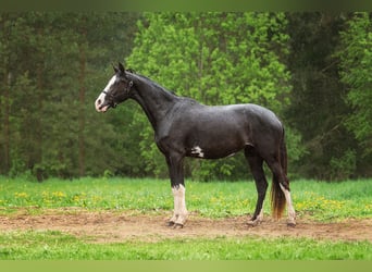 Łotewski koń gorącokrwisty Mix, Klacz, 3 lat, 163 cm, Kara