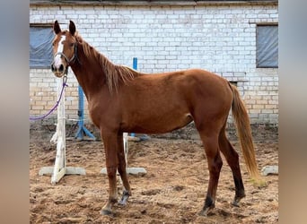 Łotewski koń gorącokrwisty, Klacz, 3 lat, 164 cm