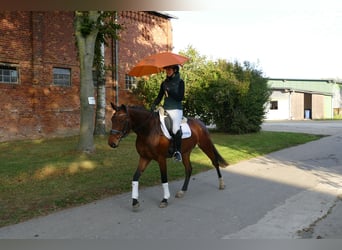 Łotewski koń gorącokrwisty, Klacz, 4 lat, 158 cm, Gniada