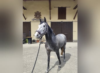 Łotewski koń gorącokrwisty, Klacz, 4 lat, 163 cm, Siwa jabłkowita