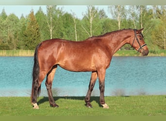 Łotewski koń gorącokrwisty Mix, Klacz, 5 lat, 154 cm, Gniada