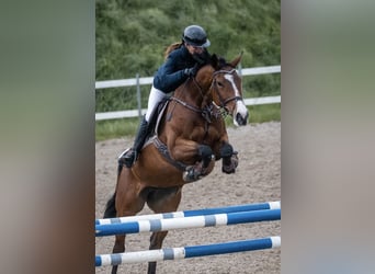 Łotewski koń gorącokrwisty, Klacz, 7 lat, 164 cm, Gniada