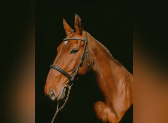 Łotewski koń gorącokrwisty, Klacz, 7 lat, 170 cm, Gniada