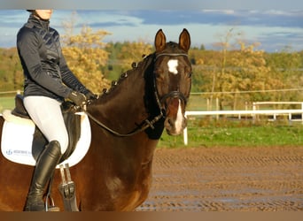 Łotewski koń gorącokrwisty, Klacz, 8 lat, 165 cm, Ciemnogniada