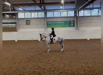 Łotewski koń gorącokrwisty, Klacz, 8 lat, 170 cm, Siwa