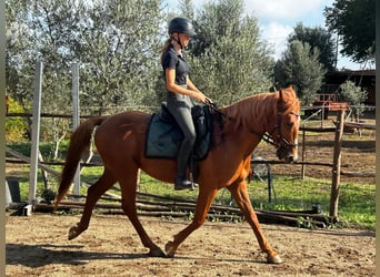 Łotewski koń gorącokrwisty Mix, Wałach, 11 lat, 158 cm, Kasztanowata