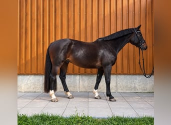 Łotewski koń gorącokrwisty, Wałach, 11 lat, 170 cm, Ciemnogniada