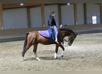 Łotewski koń gorącokrwisty, Wałach, 4 lat, 166 cm, Gniada