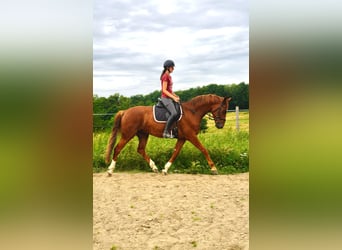 Łotewski koń gorącokrwisty, Wałach, 5 lat, 165 cm, Kasztanowata