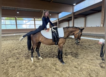Łotewski koń gorącokrwisty, Wałach, 6 lat, 160 cm, Gniada