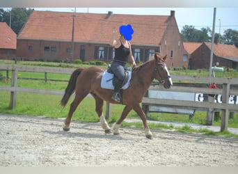 Other Breeds, Gelding, 10 years, 13.3 hh, Chestnut