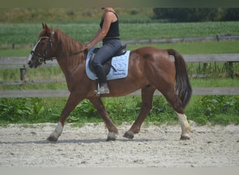 Other Breeds, Gelding, 10 years, 13.3 hh, Chestnut