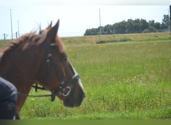 Other Breeds, Gelding, 10 years, 13.3 hh, Chestnut