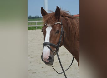 Other Breeds, Gelding, 10 years, 13.3 hh, Chestnut