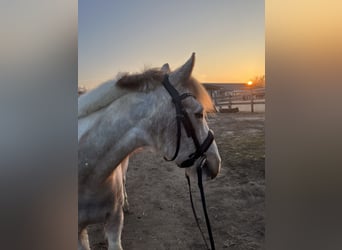 Other Breeds Mix, Gelding, 10 years, 14.1 hh, Pinto