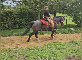 Other Breeds, Gelding, 10 years, 14.2 hh, Bay-Dark