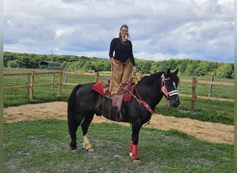 Other Breeds, Gelding, 10 years, 14.2 hh, Bay-Dark