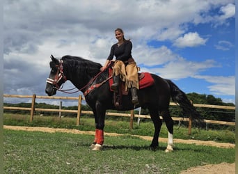 Other Breeds, Gelding, 10 years, 14.2 hh, Bay-Dark