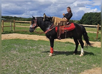 Other Breeds, Gelding, 10 years, 14.2 hh, Bay-Dark