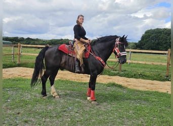 Other Breeds, Gelding, 10 years, 14.2 hh, Bay-Dark