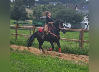 Other Breeds, Gelding, 10 years, 14.2 hh, Bay-Dark