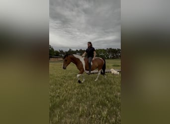 Other Breeds, Gelding, 10 years, 14.3 hh, Pinto